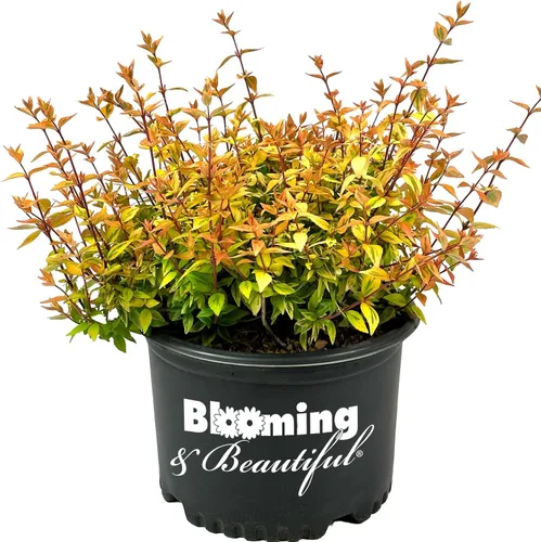 Vista 9 de Blooming & Beautiful Confeti Abelia, 3 galones Arbusto de hoja perenne compacto - Follaje verde y crema abigarrado - Planta de paisaje vivo al