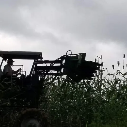Vista 5 de Muddy Pond Sorghum Mill - Jarabe de sorgo puro - Sin aditivos, sin OMG y sin gluten, 48 onzas