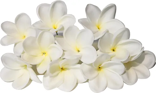 Vista 11 de 10 flores artificiales de plumeria con tallo, albaricoque