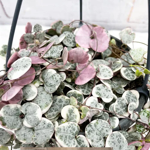 Vista 4 de Ceropegia Woodii Cadena de Corazones Variegada Planta Viva, Suculenta Trepadora, Planta de Interior Viva en Maceta