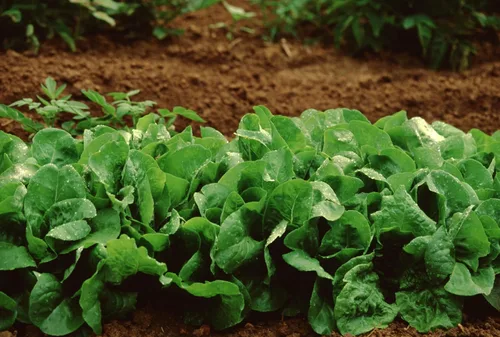 Vista 8 de TKE Farms & Gardens - Semillas de lechuga Buttercrunch para plantar, más de 2500 semillas, reliquia, sin OMG, 0.11 oz, jardines interiores