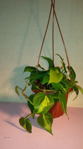Vista 2 de Heart Leaf Philodendron - Planta de interior más fácil de cultivar - Cesta colgante de maceta de 4 pulgadas-jmbamboo