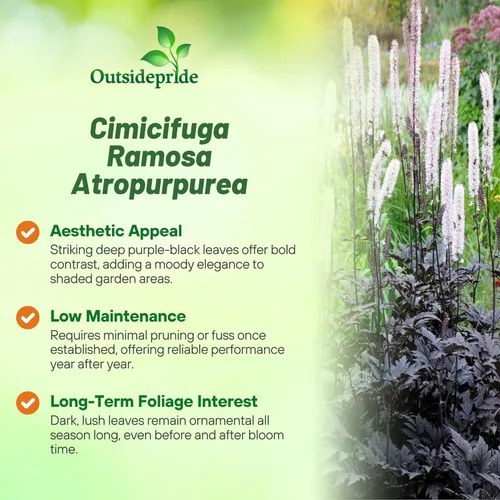 Vista 3 de Outsidepride Cimicifuga Ramosa Seeds - 100 unidades. Semillas perennes, resistentes y de bajo mantenimiento, semillas de flores para plantar follaje