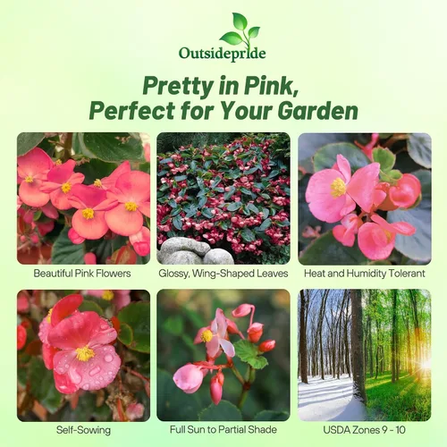 Vista 2 de Outsidepride Semillas de begonia Pink Dragon Wing para plantar, 10 semillas de flores perennes con flores grandes, hábito de crecimiento arqueado