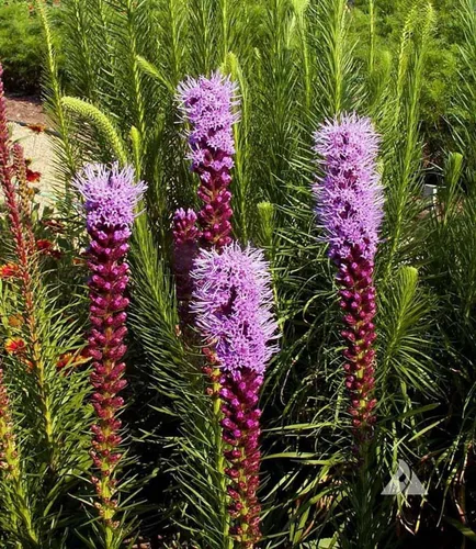 Vista 2 de Gayfeather Seeds - Liatris Seeds, 500 semillas, planta estrella ardiente, liatris perenne vibrante, ideal para camas de jardín y bordes, fácil