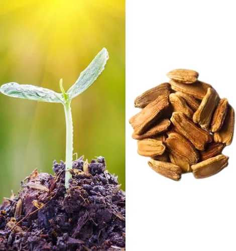 Vista 3 de Semillas de calabaza orgánicas de primera calidad para plantar, mini bangladesí, variedades gigantes, largas y grandes, alta tasa de germinación