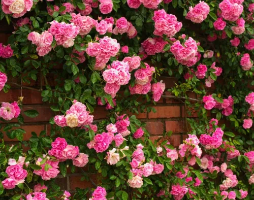 Vista 3 de Más de 100 semillas de rosa rosa trepadoras para plantar al aire libre, planta con flores perennes para enrejados, cenadores, bordes de jardín