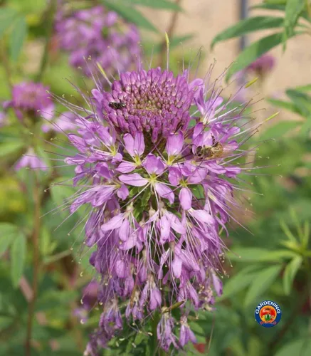 Vista 2 de 250 Semillas de flores de abeja de las Montañas Rocosas Cleome serrulata