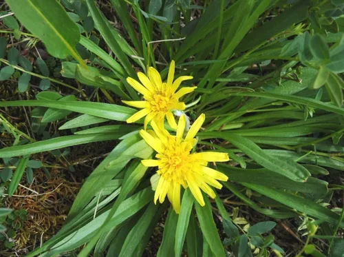Vista 4 de Semillas Oyster Plant Raíz Negra - Salsify Scorzonera - Vegetal reliquia - Libre de OGM