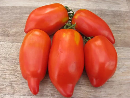 Vista 3 de Semillas Tomate en forma de pimiento indeterminado rojo largo vegetal reliquia sin OMG