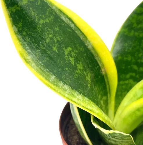 Vista 3 de BubbleBlooms Planta de serpiente varigada en una maceta de 2 pulgadas Sansevieria Dracaena trifasciata Tiny Mini Pixie Plant
