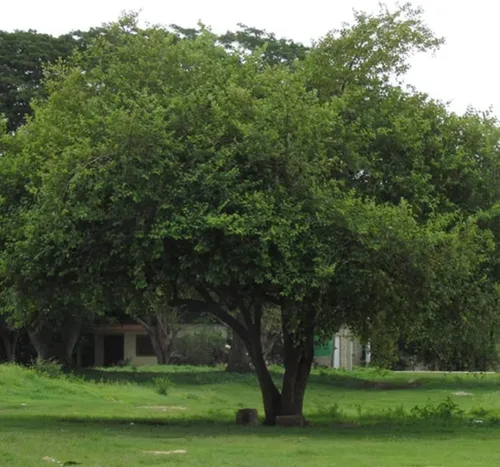 Vista 6 de CHUXAY GARDEN Ziziphus Mauritiana-Azufaifa india, ciruela india, fecha, volcadas de manzana 10 semillas de árboles frutales tropicales Jardinería