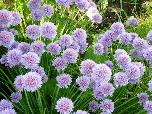 Vista 6 de Cebollino Allium Schoenoprasum Semillas de jardín de hierbas de ajo silvestre para plantar alrededor de 100 semillas