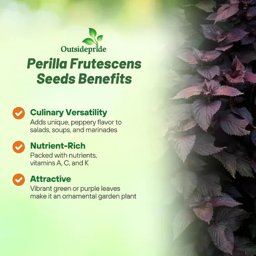Vista 3 de Outsidepride 1000 semillas anuales Perilla Frutescens Planta de carne de res Semillas de jardín de hierbas para plantar