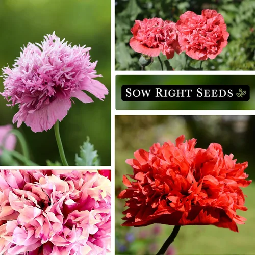 Vista 4 de Sow Right Seeds - Semillas mixtas de amapola de peonía para plantar - Amapolas anuales tradicionales sin OMG para jardín de flores - Floraciones