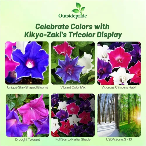 Vista 2 de Outsidepride Kikyo-Zaki Morning Glory Seeds - 50 unidades. Semillas anuales, trepadoras y enredaderas para plantar flores grandes