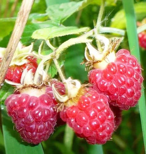 Vista 3 de 200 piezas de semillas de frambuesa roja frambuesa roja fruta dulce vigorosa resistente al frío
