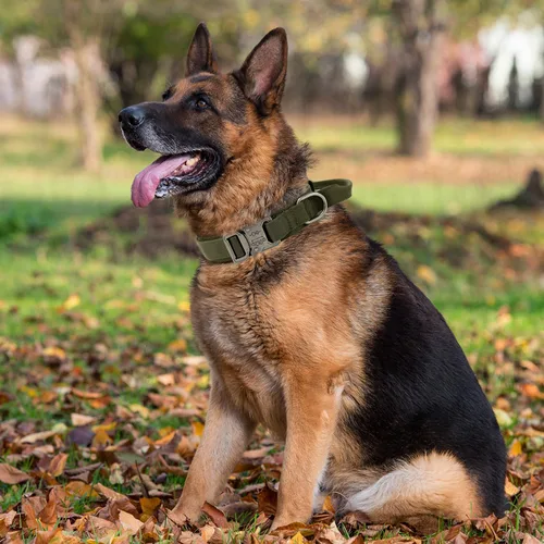 Vista 6 de Collar táctico para perro con asa - Collar militar ajustable de entrenamiento para perros de nailon suave y hebilla de metal resistente para perros