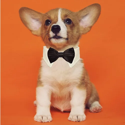 Vista 8 de Pajarita para perro, collar de perro esmoquin de Koolmox para bodas con collar blanco ajustable hecho a mano y corbata negra, corbata clásica