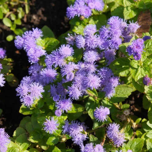 Vista 6 de 100 semillas Ageratum Blue Mistflower