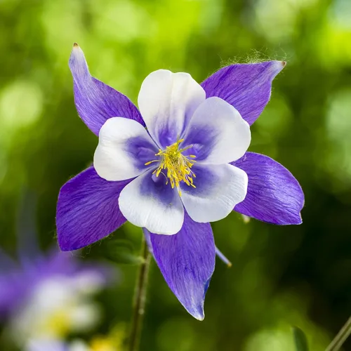 Vista 5 de Eden Brothers Semillas de Columbine - Barlow Mix