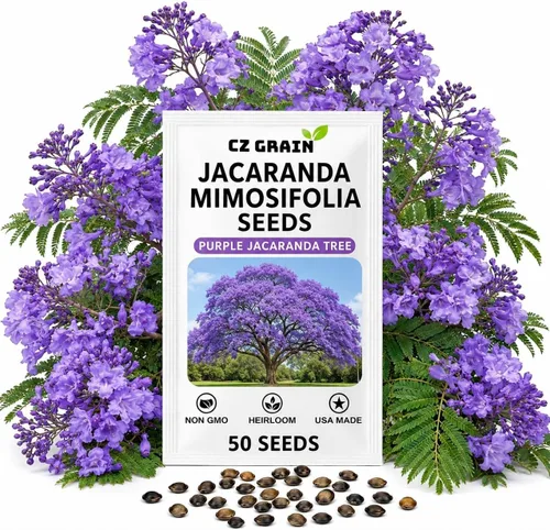 Vista 18 de CZ GRAIN Semillas de árboles exóticos para plantar (Baobab - 5 semillas)