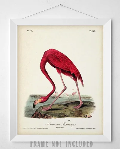 Vista 9 de American Flamingo Illustration - 11x14 Unframed Art Print - Great Wall Decor and Gift