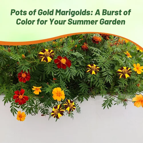 Vista 6 de Outsidepride Tagetes patula Ollas de Caléndula Francesa de Oro Semillas de Flores de Jardín - 100 Semillas