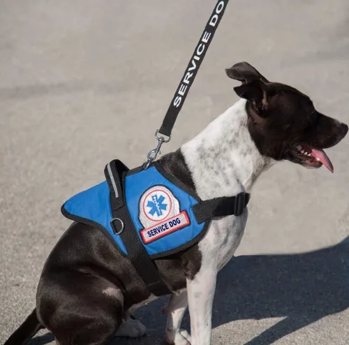 Vista 8 de Correa para perros de servicio, incluye 5 tarjetas de folleto de ley federal, se puede utilizar con o sin un chaleco para perros de servicio