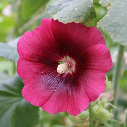 Vista 6 de Eden Brothers Hollyhock Seeds - Enrique VIII - Rosa