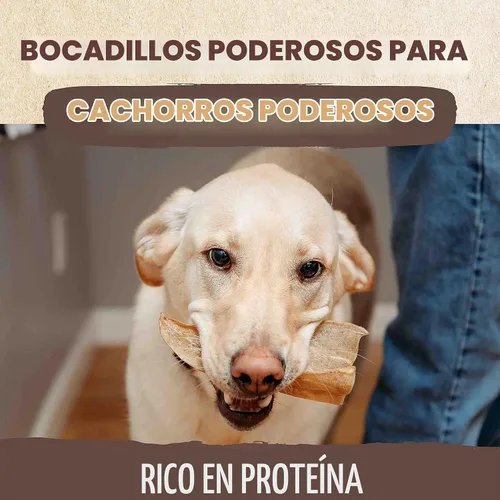 Vista 5 de Mighty Paw Orejas de vaca 100% naturales sin blanquear para perros, un solo ingrediente, orejas de vaca para perros, golosinas masticables adecuadas