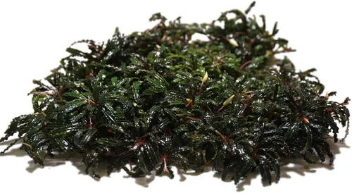 Vista 5 de SubstrateSource Bucephalandra Brownie Phantom - Planta de acuario viva – Decoración natural de pecera de agua dulce, decoración acuática