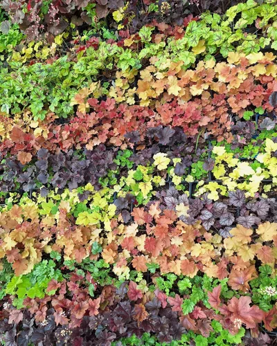 Vista 4 de 1200 BRESSINGHAM Campanas de Coral Mixtas Heuchera Sanguinea Semillas de Flor
