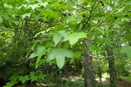 Vista 2 de Semillas de árbol de plantas raras más de 20 semillas de goma dulce americana (Liquidambar styraciflua)