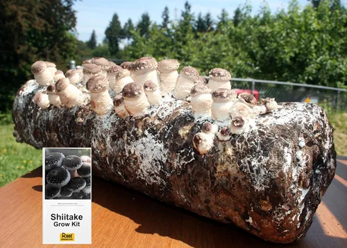 Vista 2 de Root Mushroom Farm - Kit de cultivo de hongos Shiitake: comienza de inmediato una vez recibido
