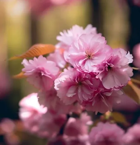 Vista 9 de Prunus serrulata (Cereza Japonesa, Sakura, Cereza Colina, Cereza Oriental, Cereza de Asia Oriental) Semillas de árbol, Flores vistosas, Semillas