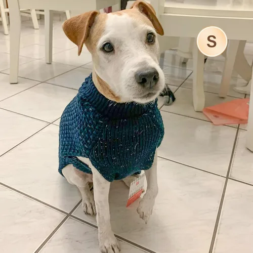 Vista 8 de KYEESE Suéter para Perro con Agujero para Correa para Perros Pequeños Machos Suéter Cálido con Hilo Reflectante Tejido Suave Ropa para Perros Machos