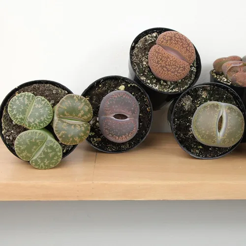 Vista 6 de Altman Plants Plantas suculentas gigantes (4 unidades) XL Lithops Plantas vivas y suculentas reales, plantas seguras para mascotas y plantas