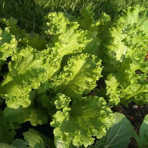 Vista 2 de Semillas verdes de mostaza rizada gigante del sur, 50 unidades de la marca "COOL BEANS N SPROUTS". Reliquia. Sin OGM. Jardinería en casa.