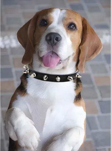 Vista 3 de Collares con púas para perros pequeños, collar de gato con punta de remache, collar de piel sintética con tachuelas, collar para cachorros