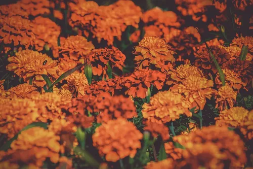 Vista 4 de ¡Juego de 100 paquetes surtidos de semillas de flores Valley Green! Semillas de flores a granel - Más de 20 variedades incluidas