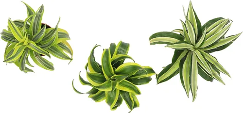 Vista 2 de Dracaena Combo - 4'' de California Tropicals