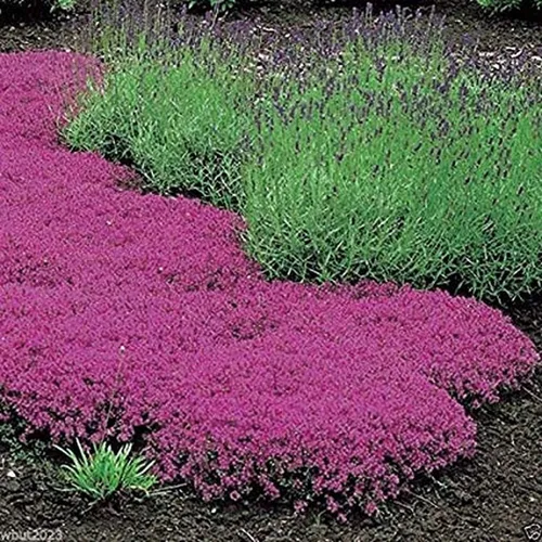 Vista 6 de 100 semillas de tomillo rastrero - Thymus Serpyllum, flor de hierba de tomillo elfo, semillas fragantes de cobertura del suelo, semillas perennes