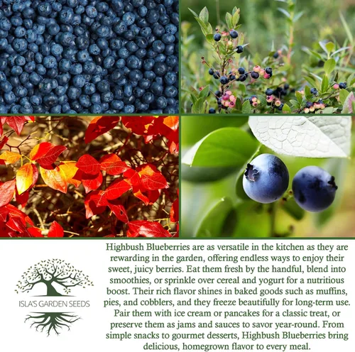 Vista 6 de Semillas de arándano Highbush (variedades del norte y del sur) - Más de 300 semillas sin OMG y reliquias, Vaccinium corymbosum, paisajes comestibles
