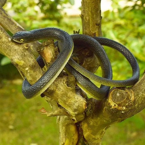 Vista 6 de 6 piezas de serpientes de goma grandes realistas de plástico falso, juguetes de serpiente para mantener a los pájaros alejados para accesorios
