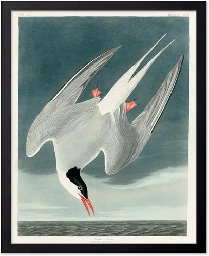 Vista 91 de Poster Master Póster vintage de James Audubon – Impresión retro de amargo americano – Arte de aves de América – Regalo para hombres, mujeres