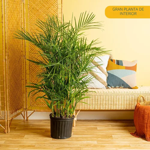 Vista 2 de Costa Farms Planta viva de palma de bambú en maceta decorativa, planta de interior grande purificadora de aire, perfecta para decoración del hogar
