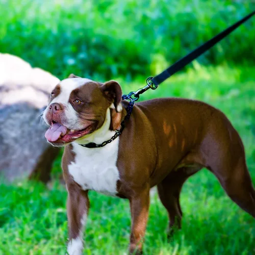 Vista 5 de Herm Sprenger Collar de Entrenamiento para Perros de Liberación Rápida Negro de Acero Inoxidable Collar Sin Tirones Hebilla de Cuero de Liberación