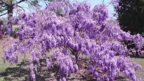 Vista 5 de Árbol de glicina china púrpura - Plántula de 6 a 12 pulgadas de alto - Maceta de 2.5 pulgadas - Planta viva - Wisteria sinensis