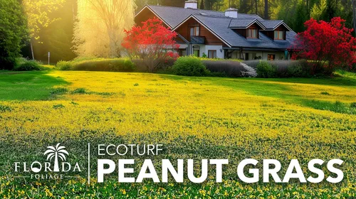 Vista 2 de EcoTurf - Hierba de maní perenne Planta de tamaño grande de 1 galón Arachis Glabrata Cubierta de suelo vivo para paisajismo sostenible